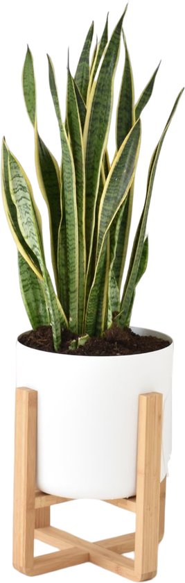 Foto: Plantenstandaard binnen 30cm breed low height bamboe hout nordic design galeara design