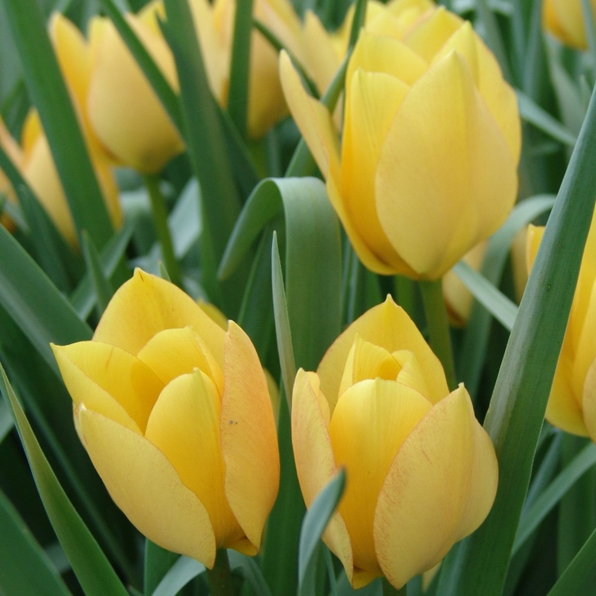 Tulp batalinii Bright Gem | 10 stuks | Specie | Geel