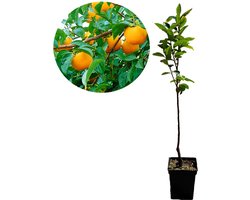 Diospyros kaki 'Vaniglia' - sharonfruit - 5 liter pot - 100cm