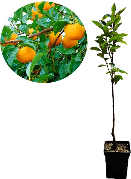 Een jonge sharonfruitboom met groene bladeren en een kleine cirkel met rijpe sharonfruit ernaast.