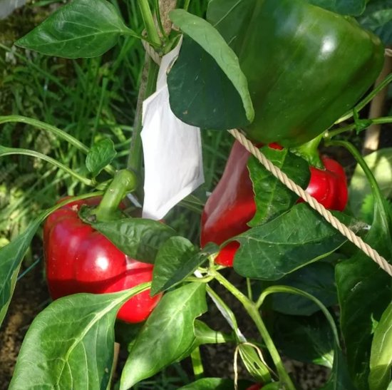 Ferrarium kweekzakjes tegen trips 10 zakjes biologisch – trips bestrijden – trips in monstera bestrijden – insecten bij groenteplanten – Neoseiulus…