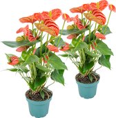 2x Anthurium 'Aristo' Oranje – Flamingoplant - Kamerplant-Onderhoudsvriendelijk -⌀12 cm - 30-40 cm