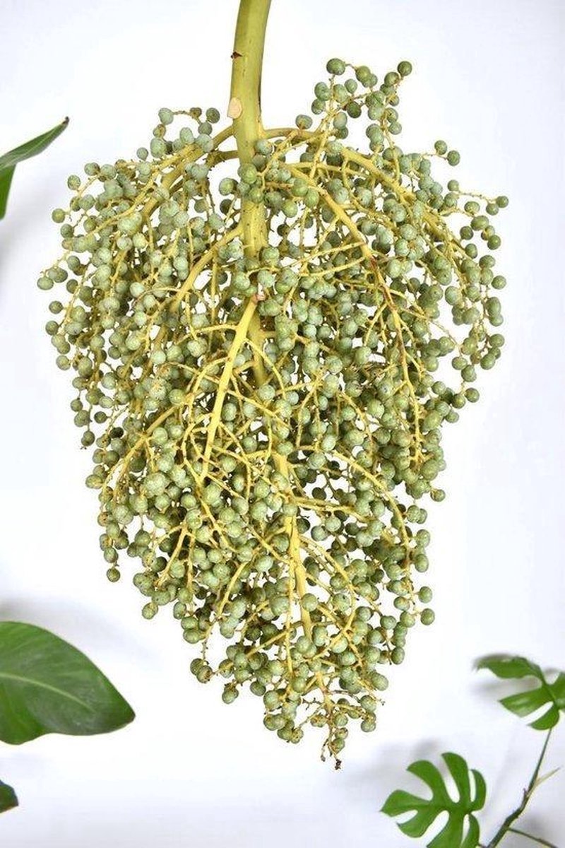 Dadeltakken vers - 1kg - Droogbloemen - Vers om te drogen