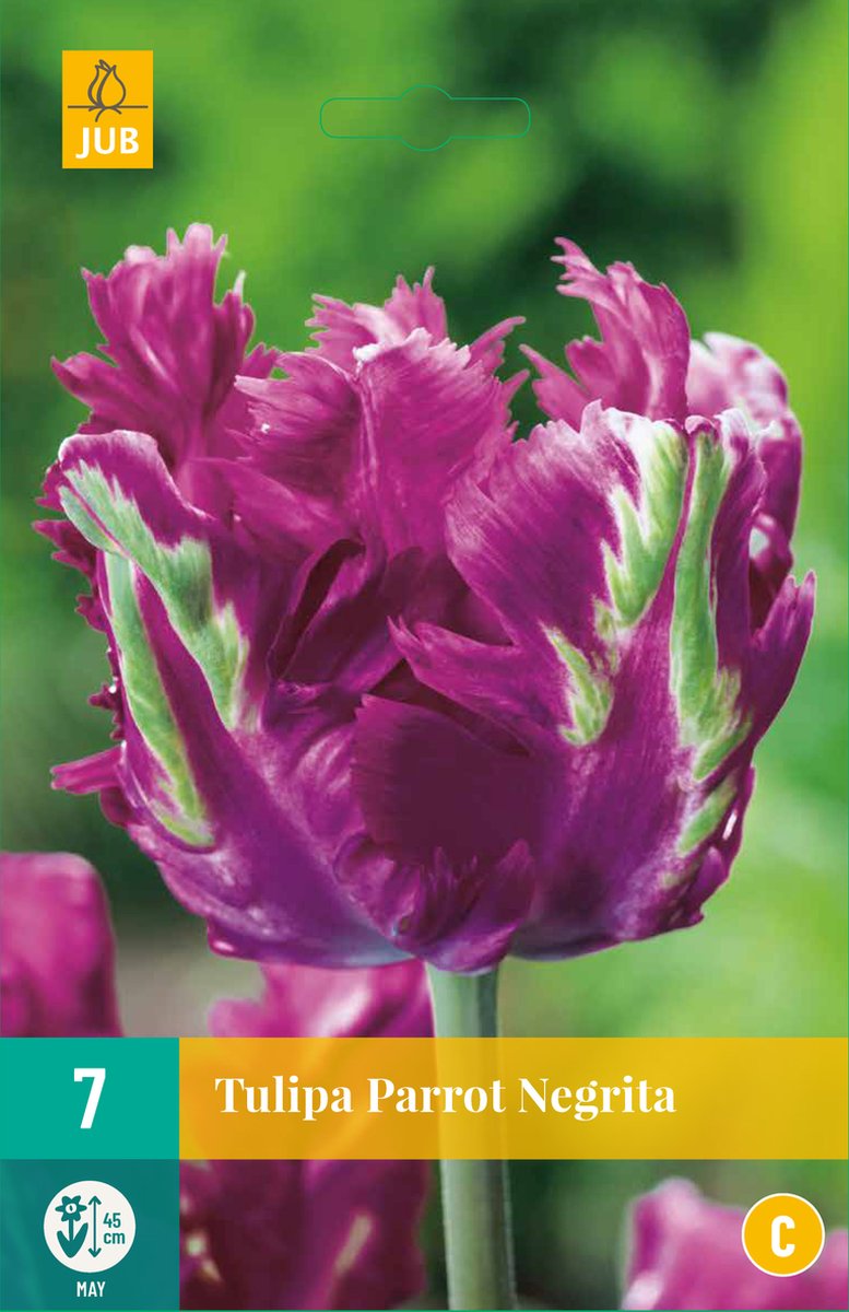 Plant in a Box - Tulpenbollen - Set van 14 - Tulipa Parrot 'Negrita' - Bloembollen voor tuin, terras of balkon
