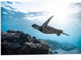WallClassics - PVC Schuimplaat - Schilpad Zwemmend onder Water - 75x50 cm Foto op PVC Schuimplaat (Met Ophangsysteem)