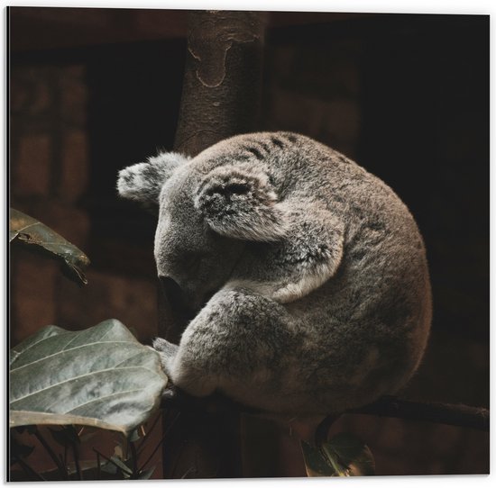 WallClassics - Dibond - Slapende Koala - 50x50 cm Foto op Aluminium (Met Ophangsysteem)