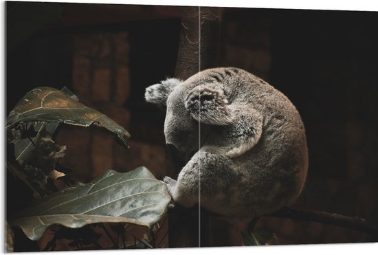 WallClassics - Acrylglas - Slapende Koala - 120x80 cm Foto op Acrylglas (Wanddecoratie op Acrylaat)