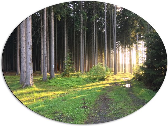 WallClassics - Dibond Ovaal - Zon tussen Dunne Bomen Door - 80x60 cm Foto op Ovaal (Met Ophangsysteem)