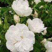 Rosa 'Blanc Double de Coubert' - Roos in pot