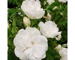Rosa 'Blanc Double de Coubert' - Roos in pot