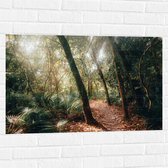 WallClassics - Sticker Muursticker - Chemin Forestier dans une Forêt Tropicale - 90x60 cm Photo sur Sticker Muursticker