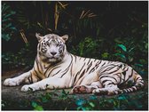 WallClassics - Poster (Mat) - Tigre Witte dans la jungle - Photo 80x60 cm sur papier poster aspect mat