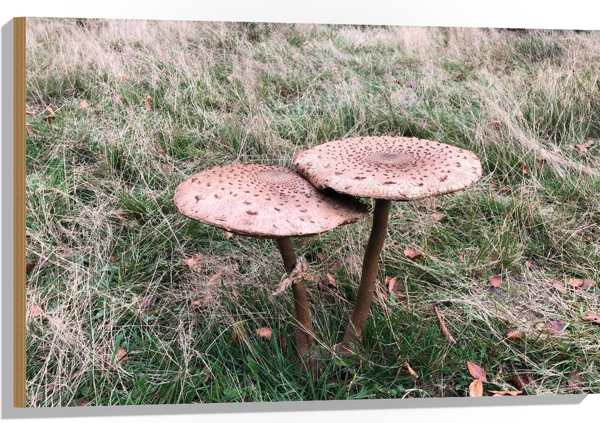 Hout - Twee Grote Parasolzwam Paddenstoelen - 90x60 cm - 12 mm dik - Foto op Hout (Met Ophangsysteem)