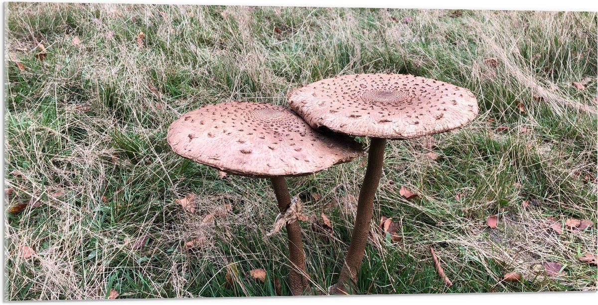 Acrylglas - Twee Grote Parasolzwam Paddenstoelen - 100x50 cm Foto op Acrylglas (Wanddecora