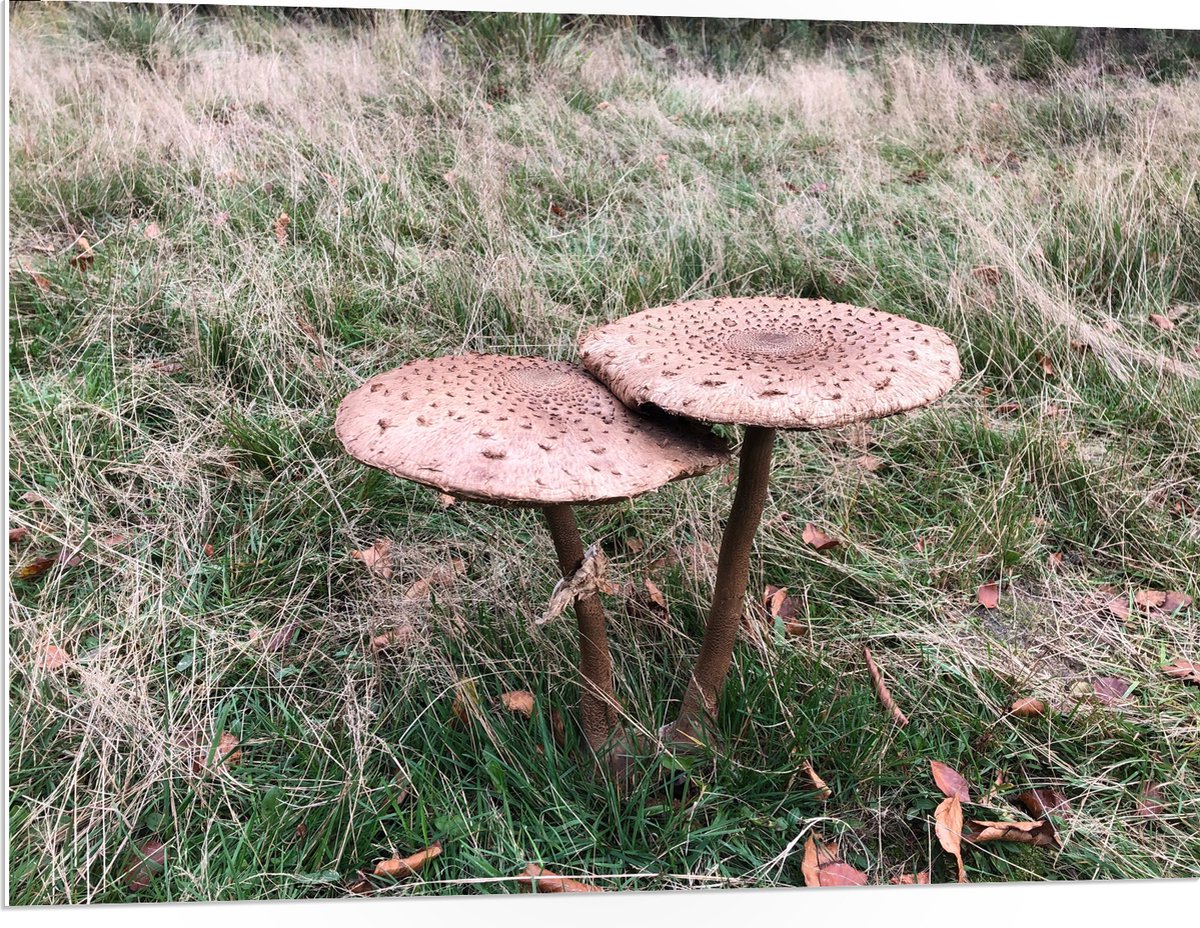 PVC Schuimplaat - Twee Grote Parasolzwam Paddenstoelen - 100x75 cm Foto op PVC Schuimplaat