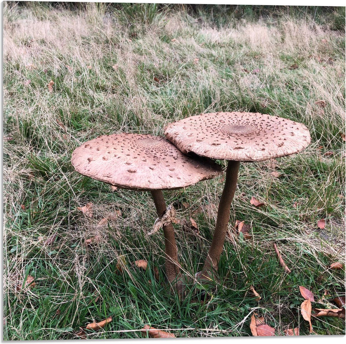 Acrylglas - Twee Grote Parasolzwam Paddenstoelen - 50x50 cm Foto op Acrylglas (Met Ophangs