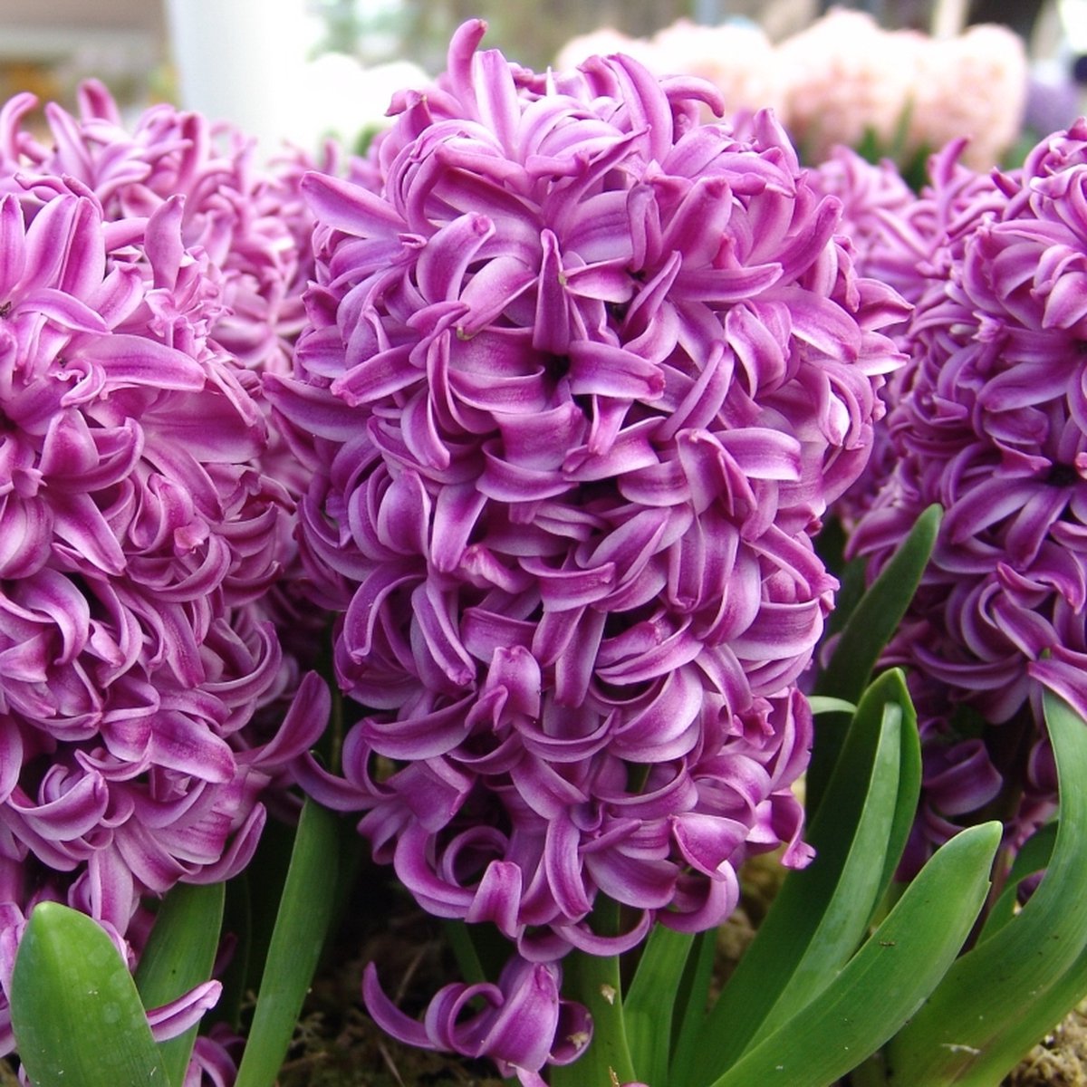 Hyacint Purple Sensation | 5 stuks | Paars | Hyacintenbollen