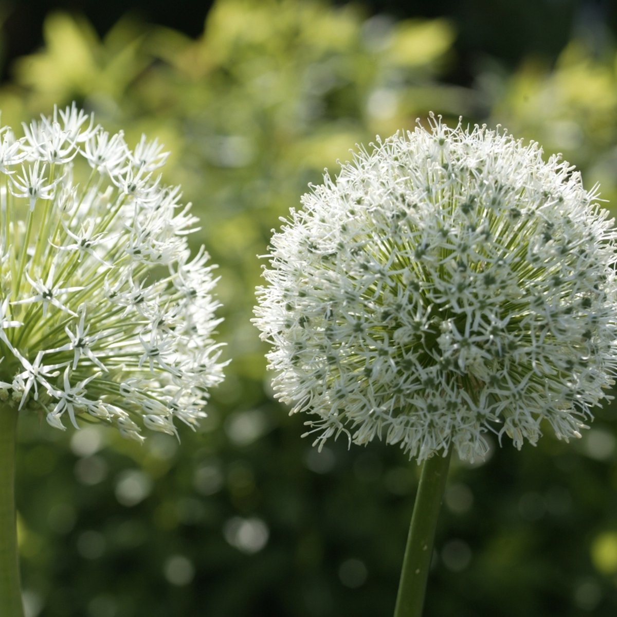 Allium Mount Everest | Wit | Sierui Bollen | Snijbloem
