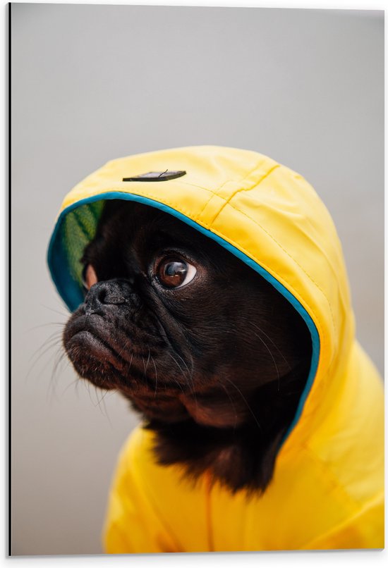 WallClassics - Dibond - Gangsta Pug / Mopshond met Gele Regenjas - 40x60 cm Foto op Aluminium (Wanddecoratie van metaal)