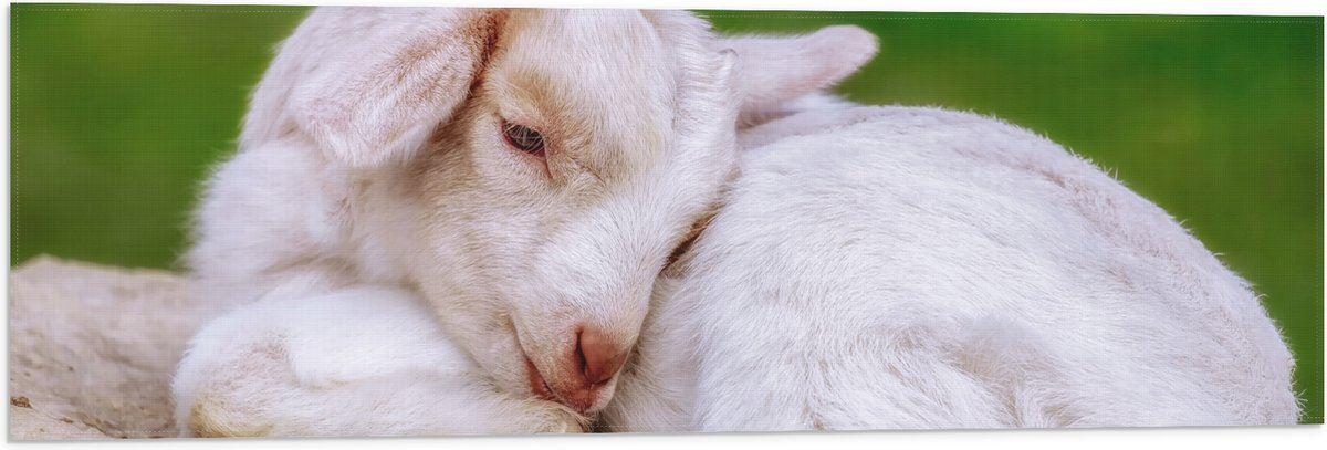 Vlag - Baby Geitje - 90x30 cm Foto op Polyester Vlag