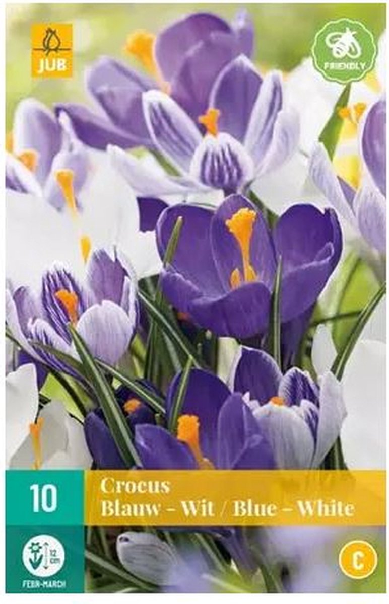 X 10 Crocus blauw/wit