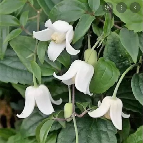 Clematis Winter Beauty - Klimplant | Klokvormige witte bloemen - Winterbloeiend en Groenblijvend / Wintergroen/Groenblijvend | 1,5 liter pot