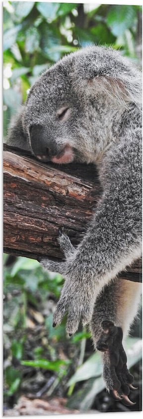 WallClassics - Vlag - Luie Koala op een Boomstam - 30x90 cm Foto op Polyester Vlag