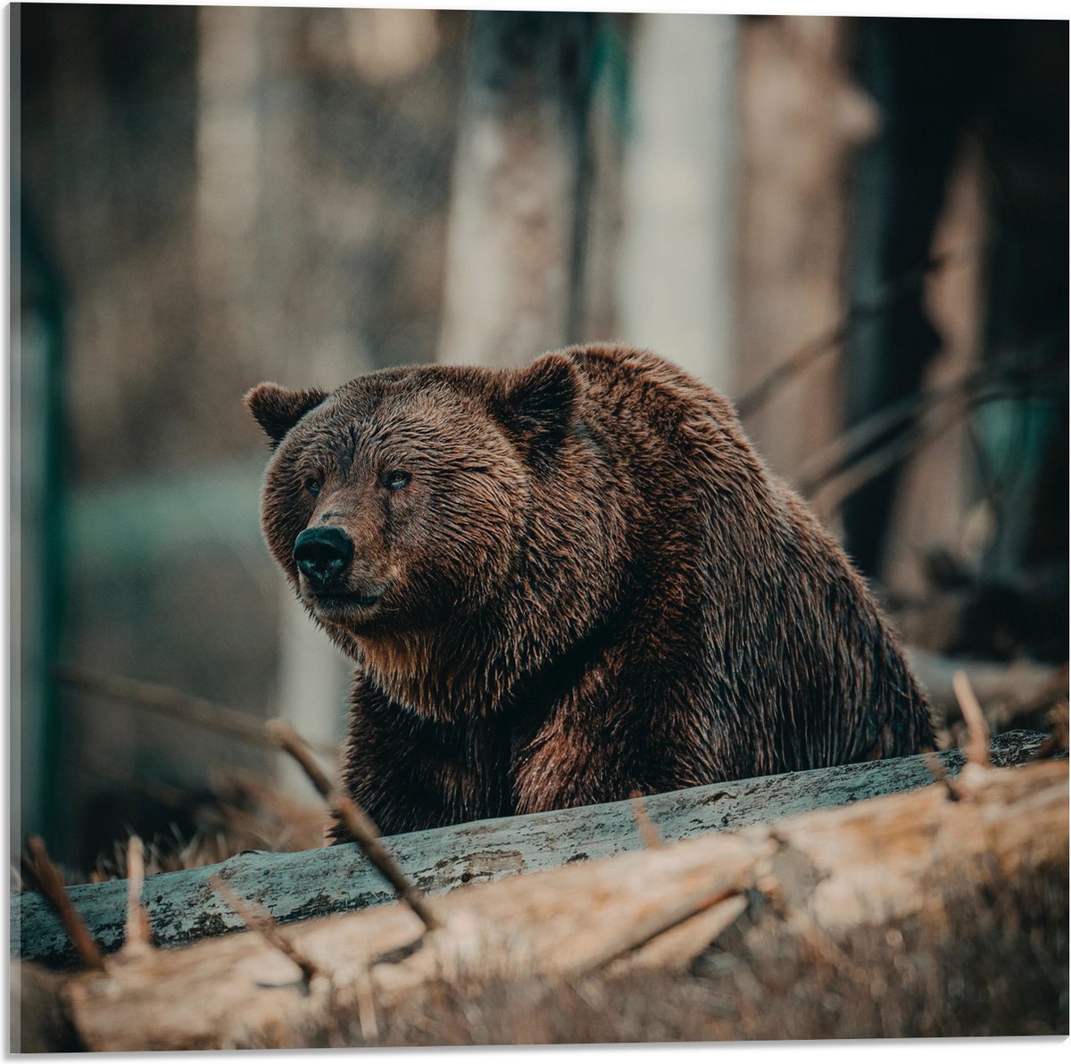 WallClassics - Poster de jardin - Ours grizzli avec Bébé ours dans la forêt  - 50x50 cm