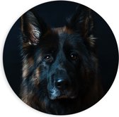 WallClassics - Cercle mural en Dibond - Berger Allemand - 90x90 cm Photo sur cercle mural en aluminium (avec système de suspension)