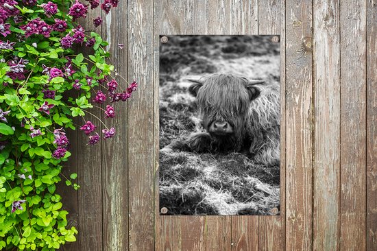 Décoration de jardin Highlander écossais au repos - noir et blanc - 40x60 cm - Poster de jardin