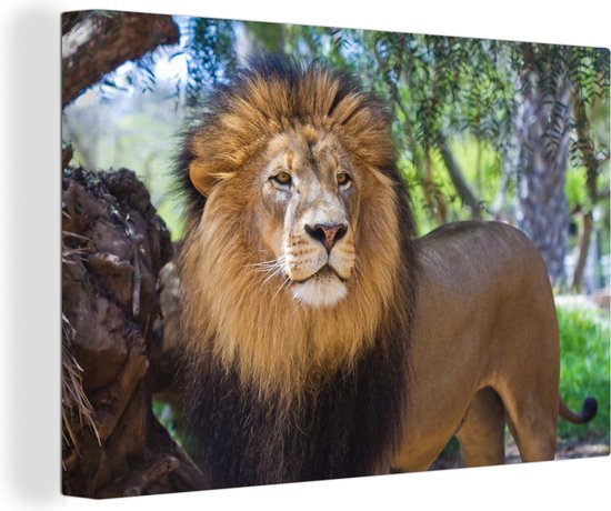 Lion mâle debout sur toile 30x20 cm - petit - Tirage photo sur toile (Décoration murale salon / chambre) / Peintures sur toile Animaux