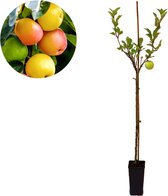 Malus domestica 'Sweet Summer'® speciale appelboom - 1,5 liter pot