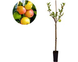 Malus domestica 'Sweet Summer'® speciale appelboom - 1,5 liter pot