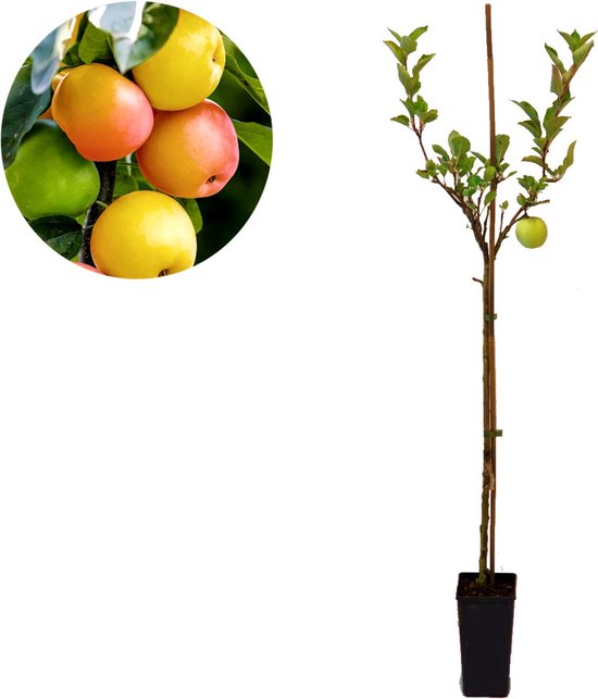 Malus domestica ‘Sweet Summer’®