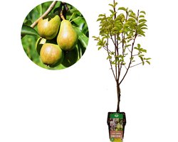 Pyrus communis 'Conference' perenboom, 5 liter pot