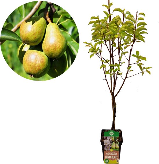 Pyrus communis 'Conference' perenboom, 5 liter pot