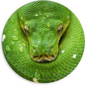 WallClassics - Dibond Muurcirkel - Fel groene Slang - 80x80 cm Foto op Aluminium Muurcirkel (met ophangsysteem)