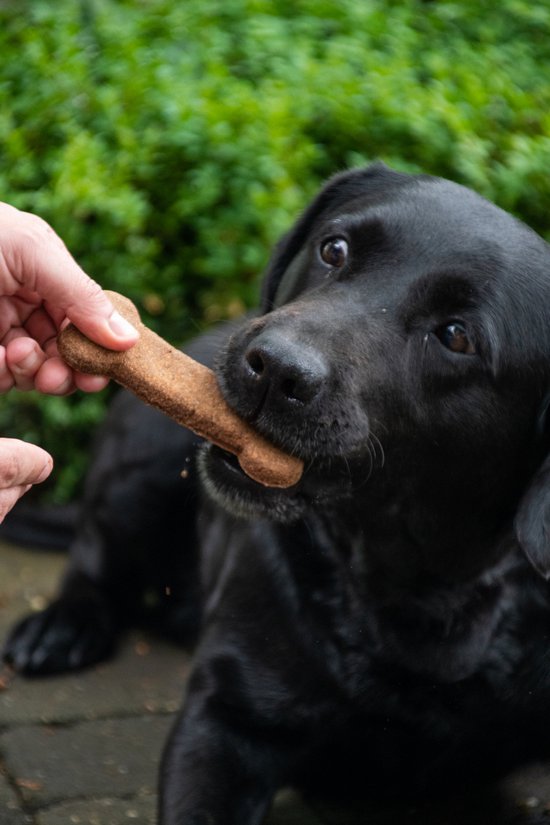 Bugbone - Hondensnack met insecteneiwit - Gezond, lekker en makkelijk verteerbaar - Reinigt het gebit - Laag in calorieën – Hypoallergeen – Graanvrij - Geschikt voor honden - Large - 6 x 45 gram