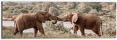WallClassics - Dibond - Begroeting van Afrikaanse Olifanten - 60x20 cm Foto op Aluminium (Wanddecoratie van metaal)