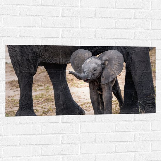 WallClassics - Muursticker - Baby Olifantje met Flaporen - 100x50 cm Foto op Muursticker