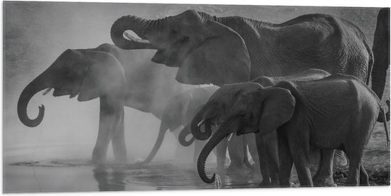 WallClassics - Vlag - Olifanten aan een Meer Zwart / Wit - 100x50 cm Foto op Polyester Vlag