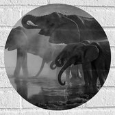 WallClassics - Muursticker Cirkel - Olifanten aan een Meer Zwart / Wit - 40x40 cm Foto op Muursticker