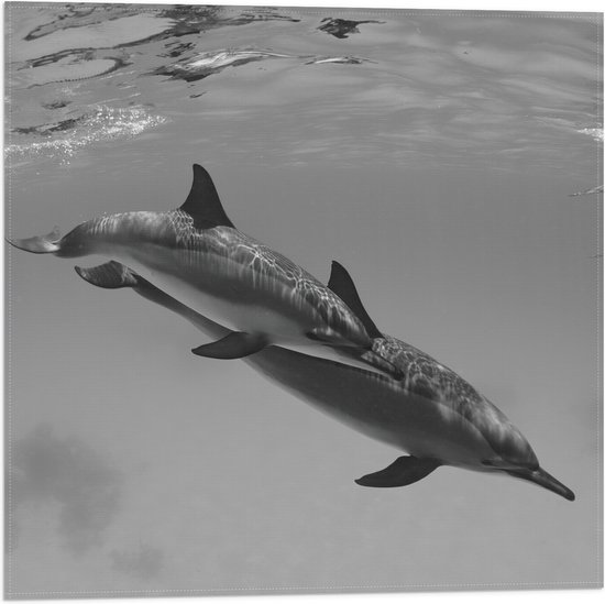 WallClassics - Vlag - Dolfijnen onder Water Zwart / Wit - 50x50 cm Foto op Polyester Vlag