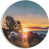 WallClassics - PVC Schuimplaat Muurcirkel - Grazende Paarden bij Zonsondergang - 20x20 cm Foto op Muurcirkel (met ophangsysteem)