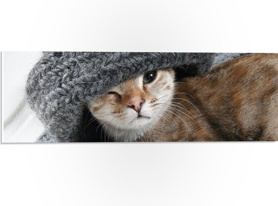 WallClassics - PVC Schuimplaat - Kitten met een Wollen Muts - 60x20 cm Foto op PVC Schuimplaat (Met Ophangsysteem)