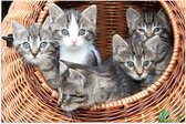 WallClassics - Poster (Matte) - Chatons dans un panier - 60x40 cm Photo sur Papier Poster d'aspect Mat