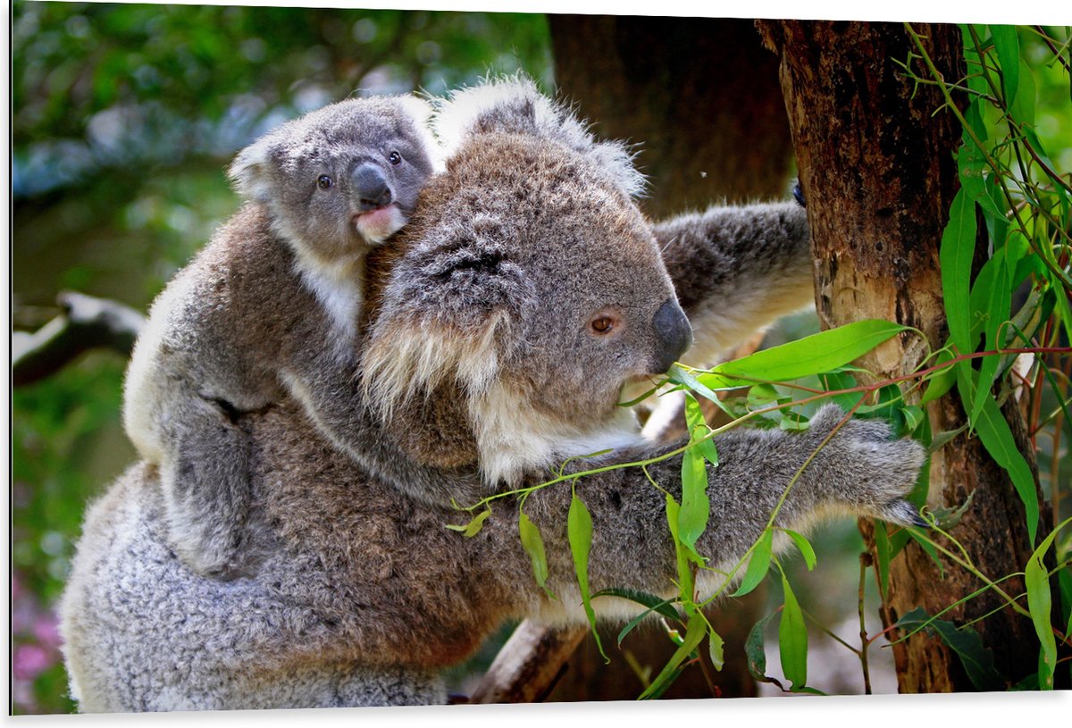 Dibond - Koala met Baby op de Rug - 105x70 cm Foto op Aluminium (Wanddecoratie van metaal)