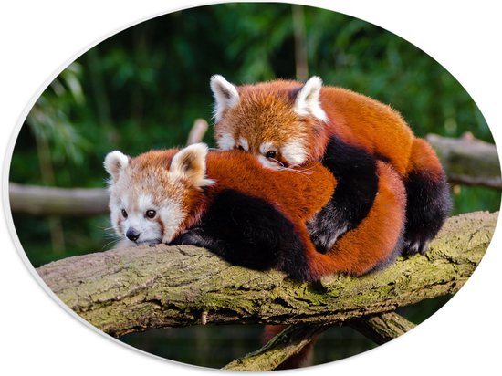 WallClassics - PVC Schuimplaat Ovaal - Knuffelende Rode Panda's - 28x21 cm Foto op Ovaal  (Met Ophangsysteem)