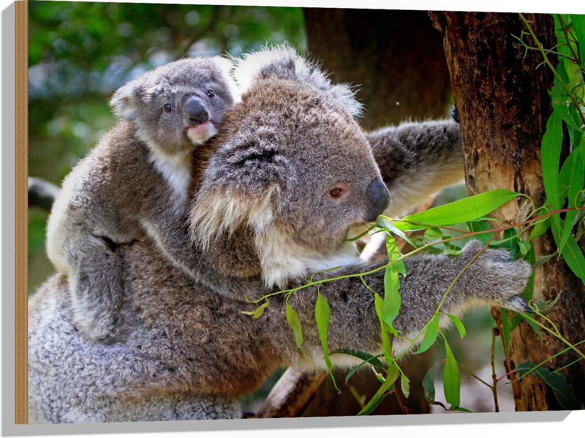 Hout - Koala met Baby op de Rug - 80x60 cm - 12 mm dik - Foto op Hout (Met Ophangsysteem)