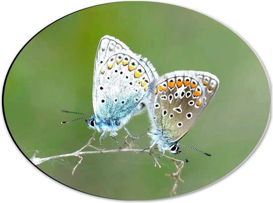 WallClassics - Dibond Ovaal - Icarusblauwtjes Vlinders op een Takje - 40x30 cm Foto op Ovaal (Met Ophangsysteem)